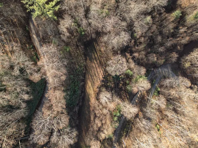 a view of a forest with a tree