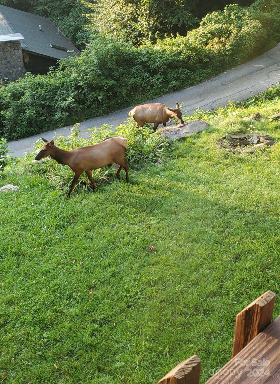 206 Buckeye Haven Road Maggie Valley, NC 28751 - Photo 30 of 32 Gallery Image 30