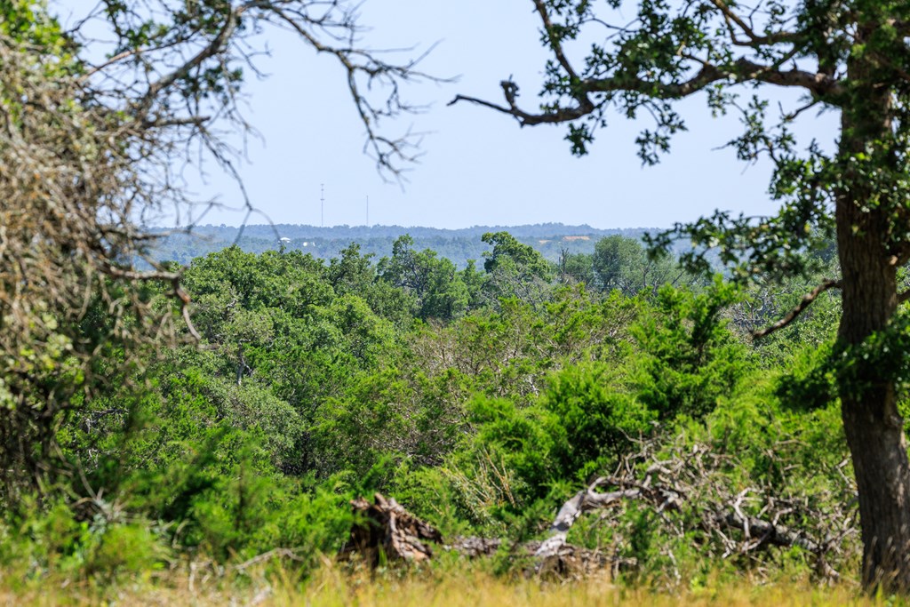 0 Bridle Path Way Fredericksburg, TX 78624 - Photo 20 of 21 a view of a dry yard with large tree