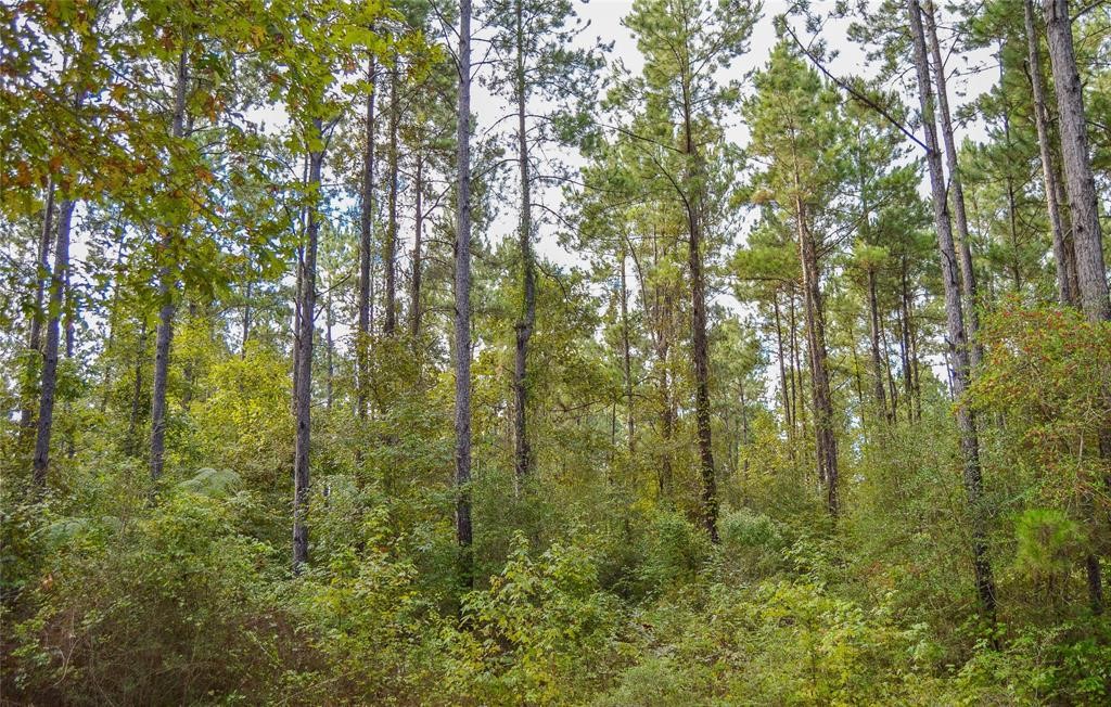 0 Fm 223 Shepherd, TX 77371 - Photo 11 of 26