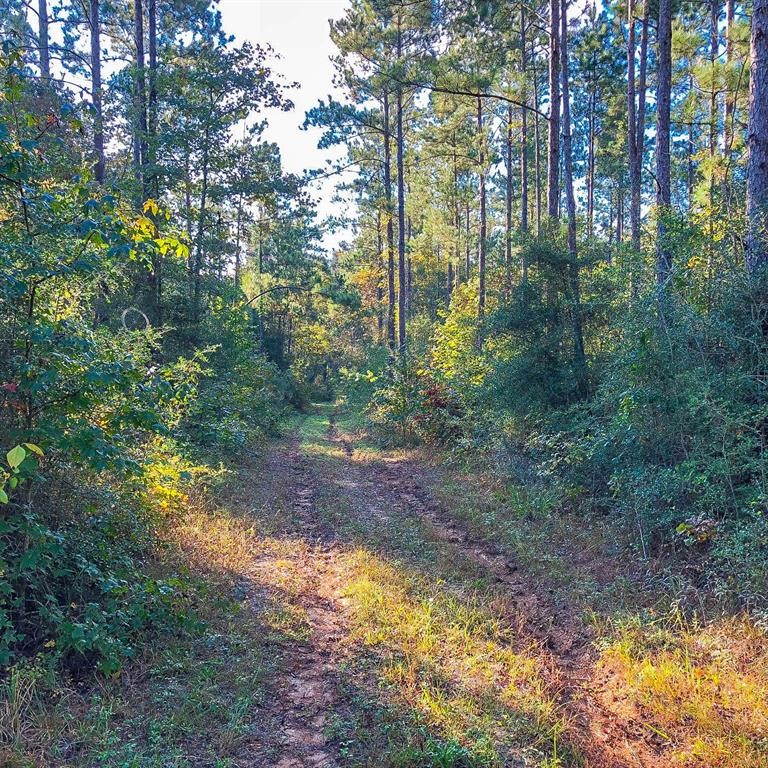 0 Fm 223 Shepherd, TX 77371 - Photo 15 of 26