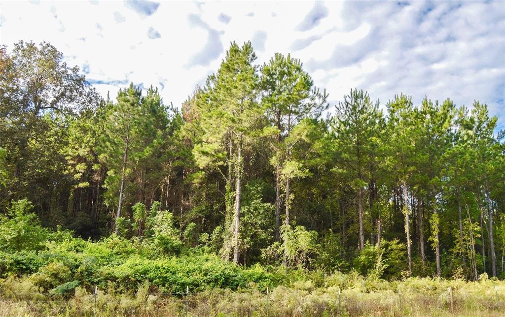 0 Fm 223 Shepherd, TX 77371 - Photo 7 of 26