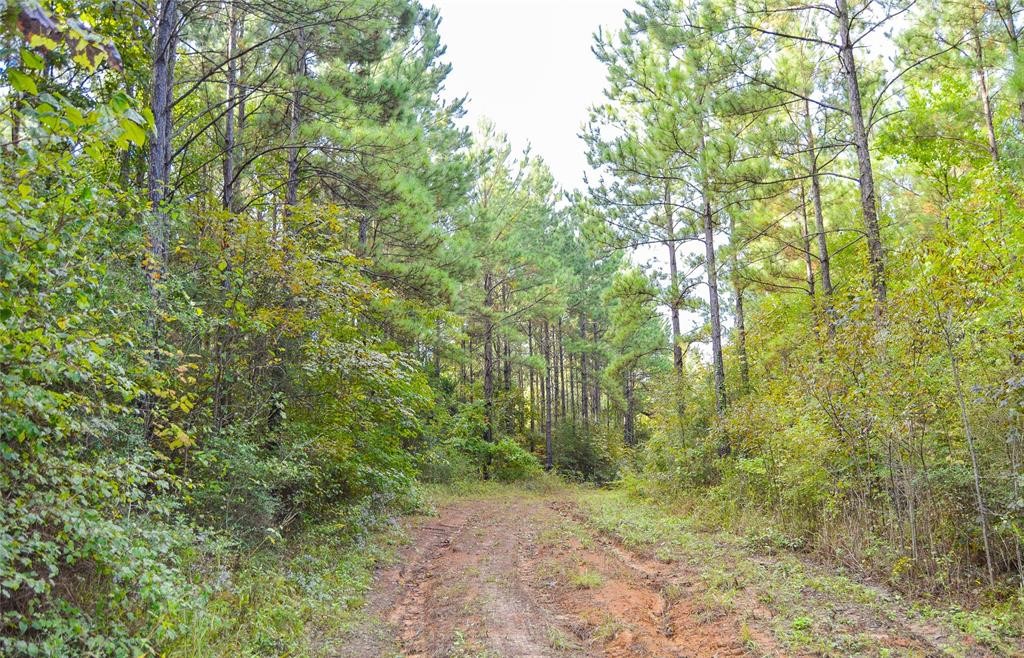 0 Fm 223 Shepherd, TX 77371 - Photo 9 of 26