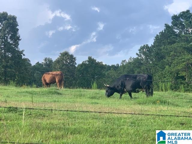 427 Mitchell Young Farm Road West Blocton, AL 35184 - Photo 11 of 12