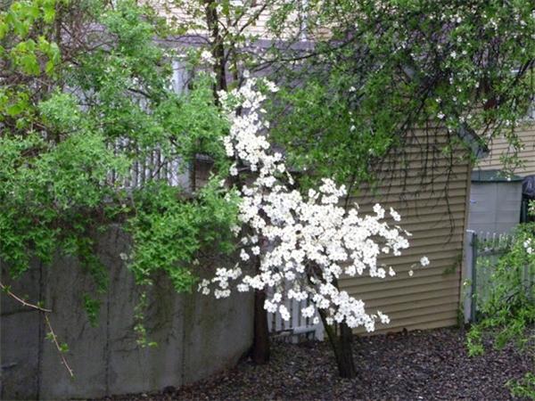 261 Marrett Road Lexington, MA 02421 - Photo 17 of 24 a view of flowers in middle of garden
