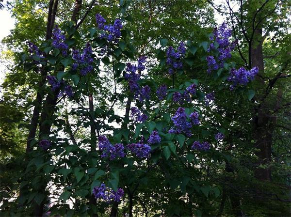 261 Marrett Road Lexington, MA 02421 - Photo 23 of 24 a view of flowers in bunch