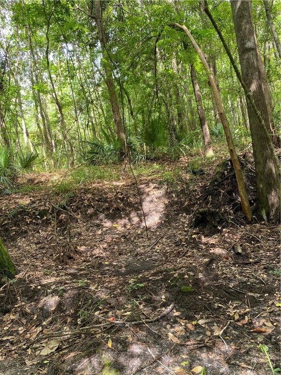 45059 Taylor Road Callahan, FL 32011 - Photo 17 of 27 a view of a yard with plants and large trees