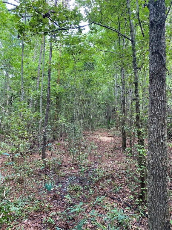 45059 Taylor Road Callahan, FL 32011 - Photo 21 of 27 a view of a forest with trees