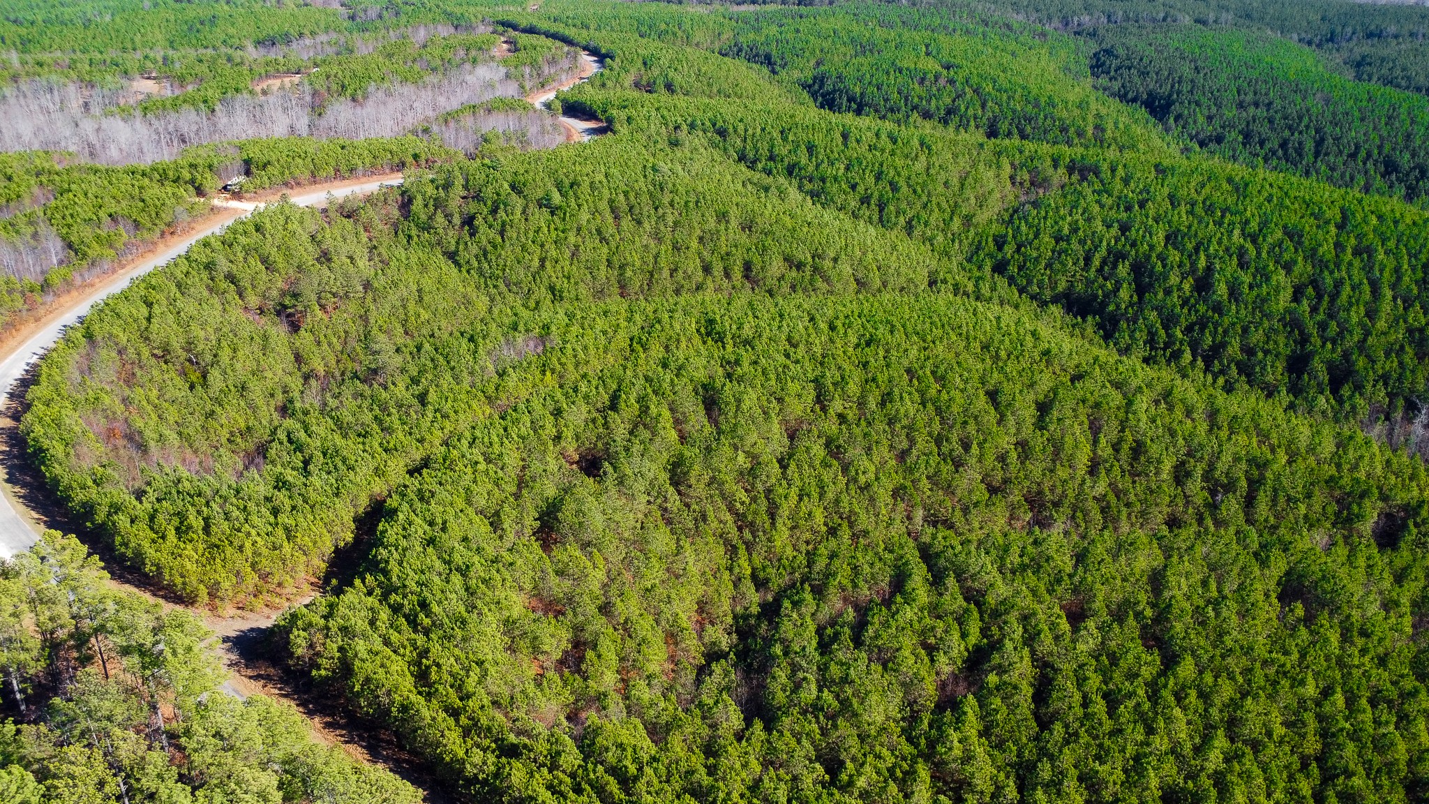 0 Rockhouse Road Linden, TN 37096 - Photo 3 of 10 a view of a garden with a tree