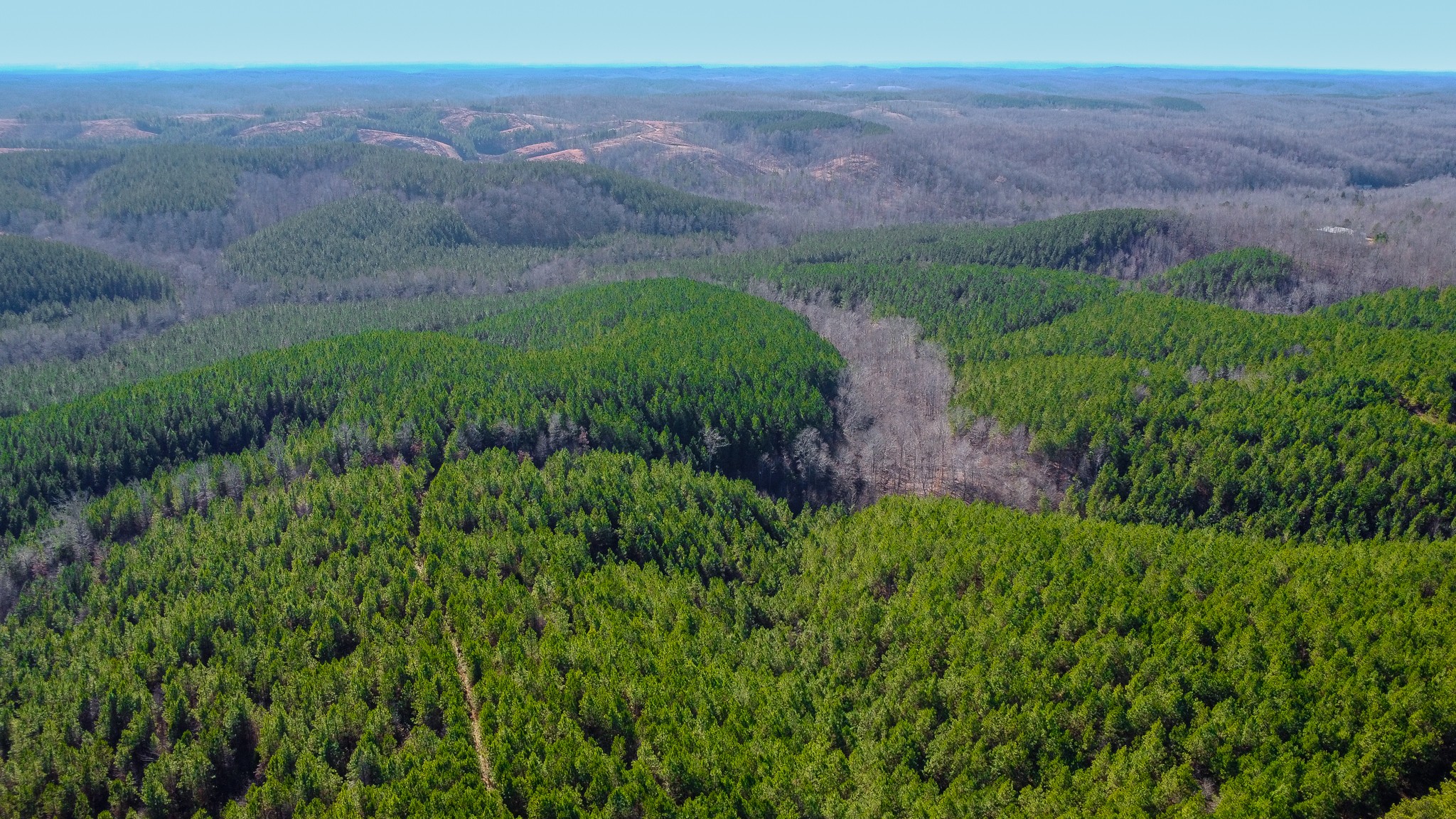 0 Rockhouse Road Linden, TN 37096 - Photo 5 of 10 a view of a plants with a yard