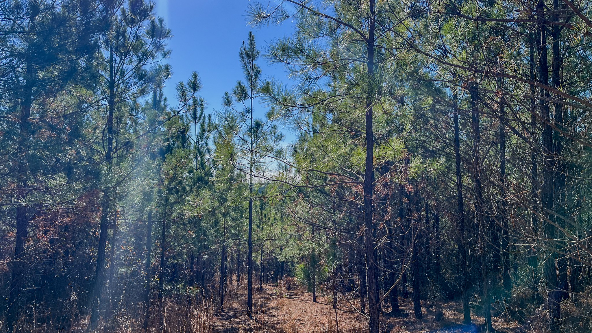 0 Rockhouse Road Linden, TN 37096 - Photo 8 of 10 a view of a forest with lots of trees