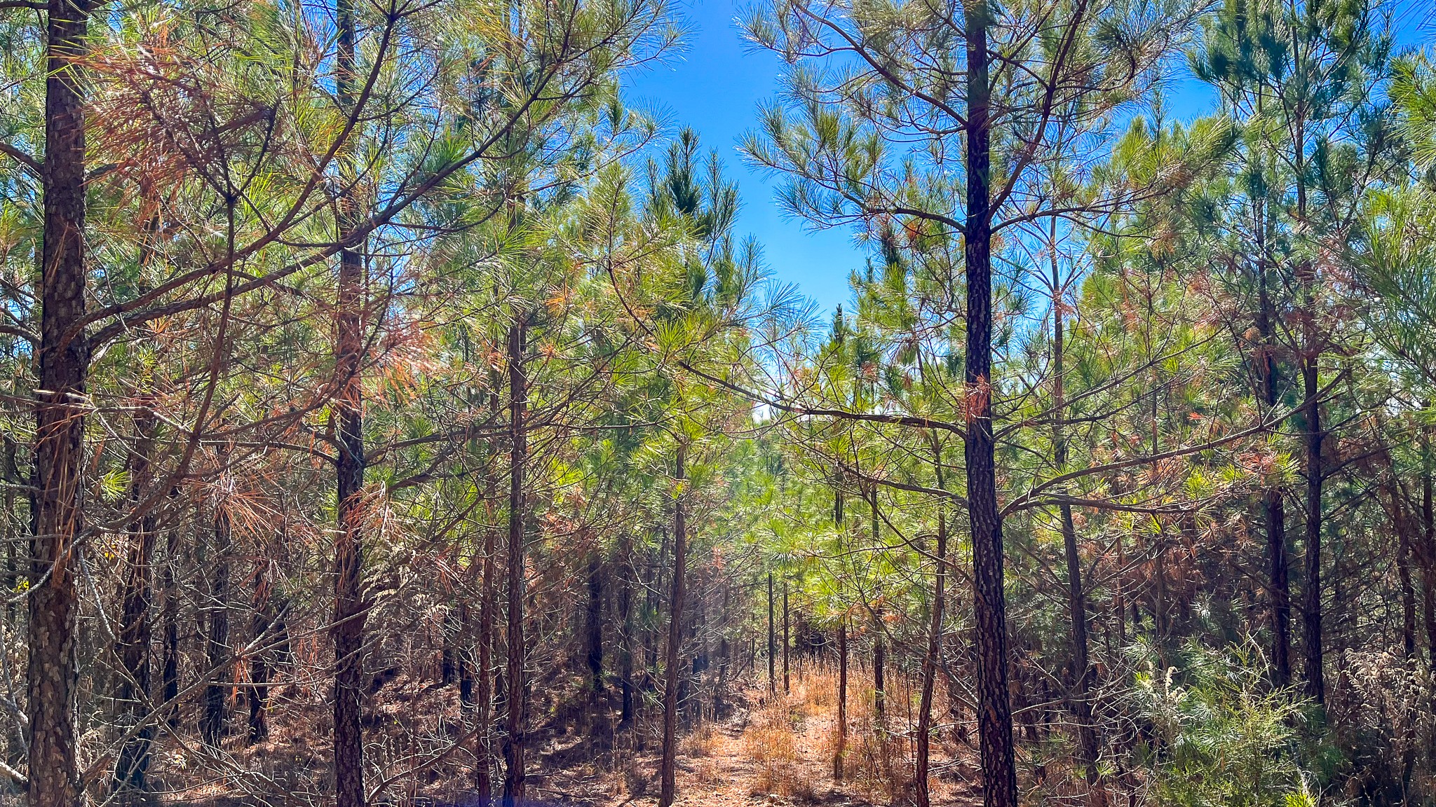 0 Rockhouse Road Linden, TN 37096 - Photo 9 of 10 a backyard of a house with lots of green space