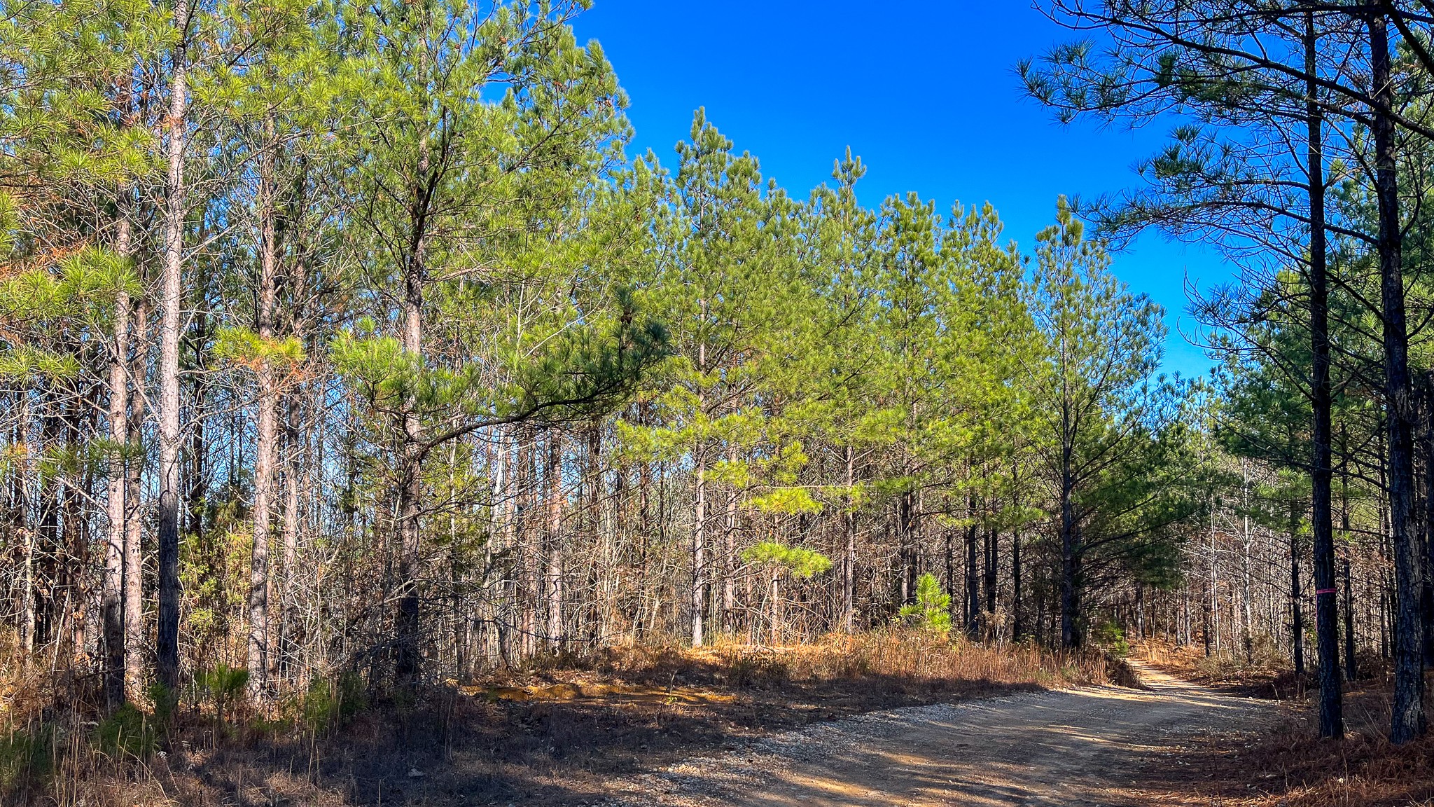 0 Rockhouse Road Linden, TN 37096 - Photo 10 of 10 a view of a pathway of a building