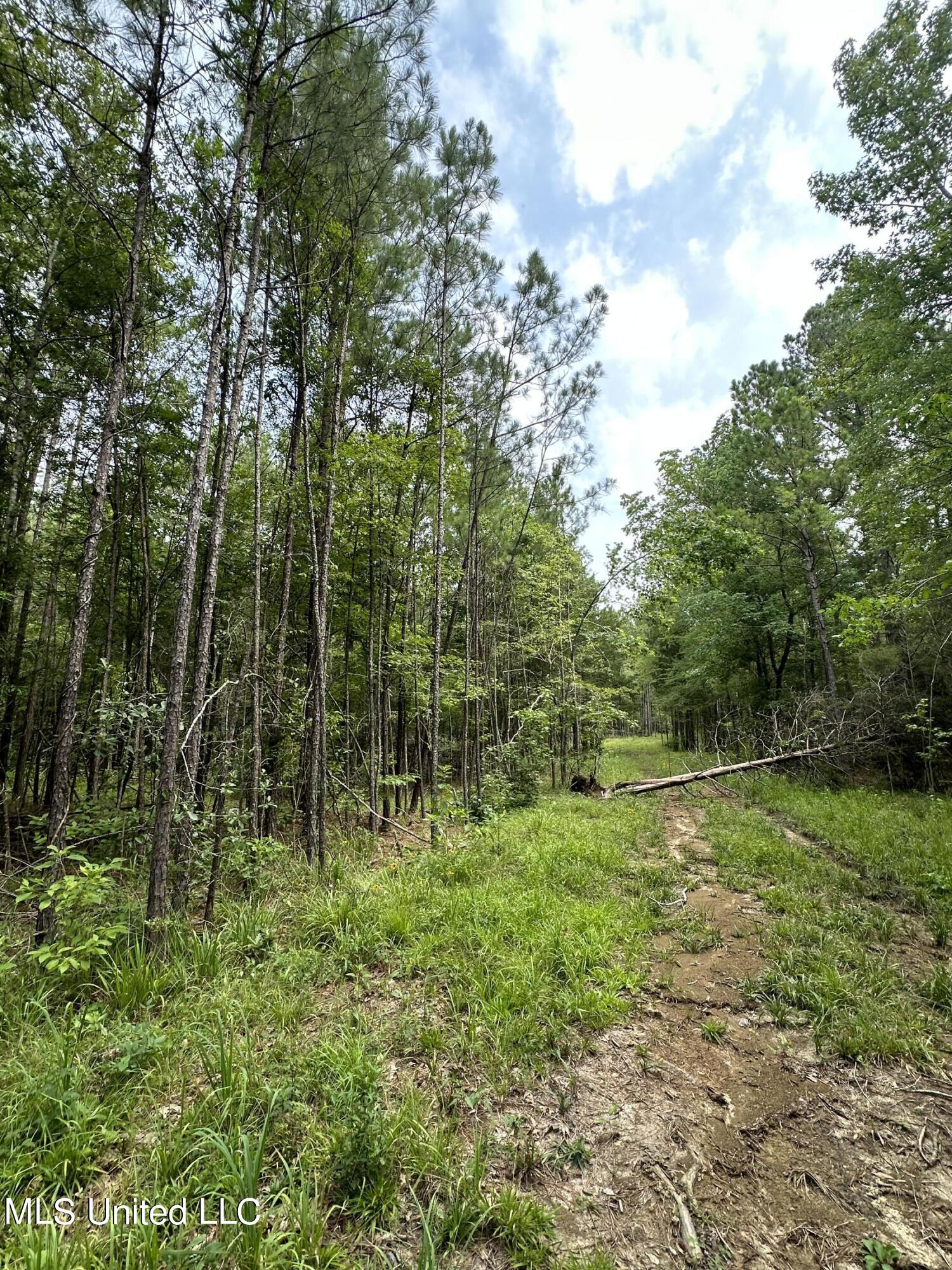 73 Pelahatchie Road Pelahatchie, MS 39145 - Photo 1 of 4 IMG_9713