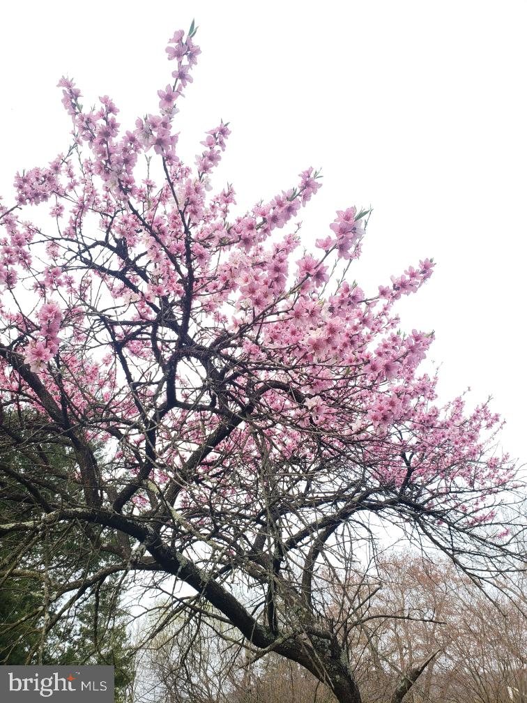 6331 Old Carlisle Road Dover, PA 17315 - Photo 35 of 37 Flowering Trees in Spring