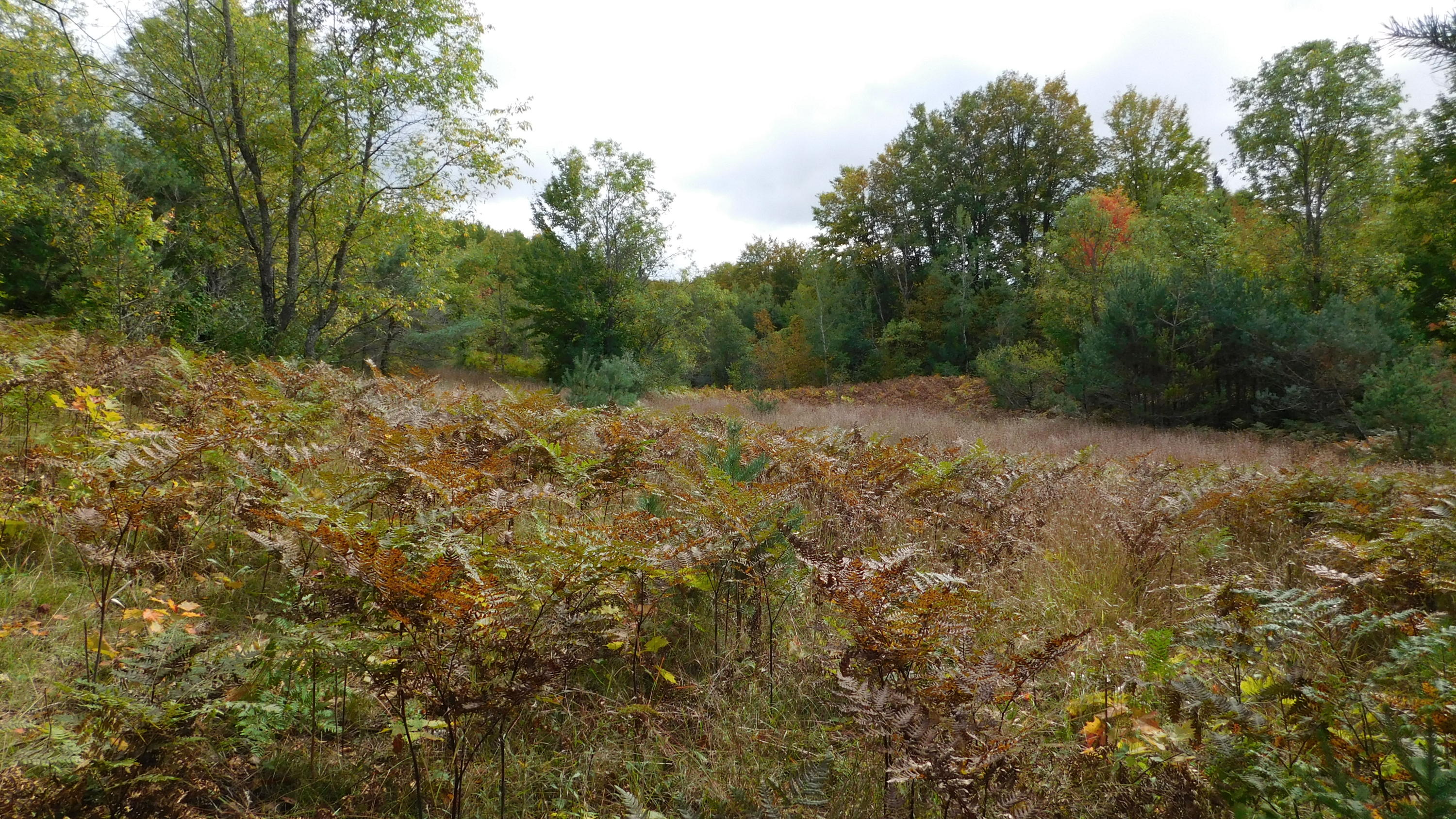 Shann Road Wolverine, MI 49799 - Photo 19 of 39 Gallery Image 19