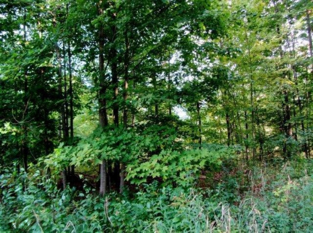 0 Whispering Pines Reed City, MI 49677 - Photo 3 of 18 2