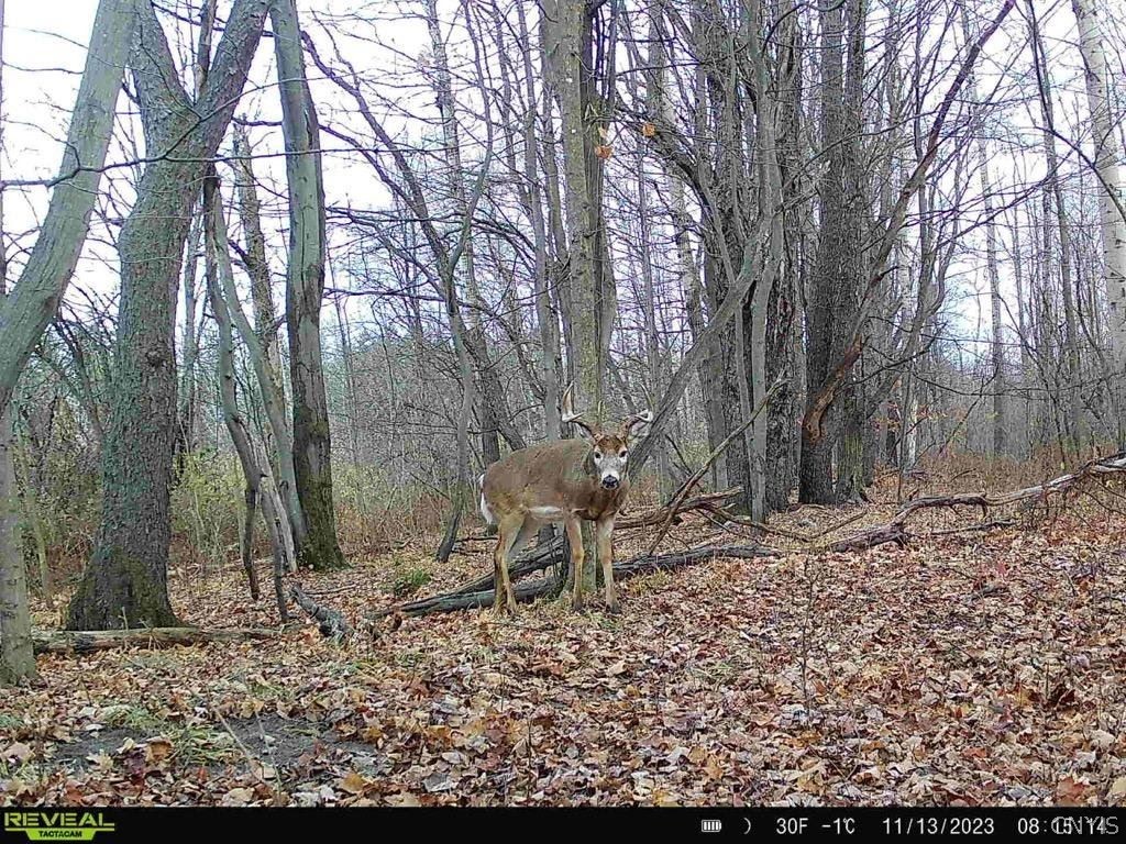 Hardys Road Gainesville, NY 14066 - Photo 3 of 19