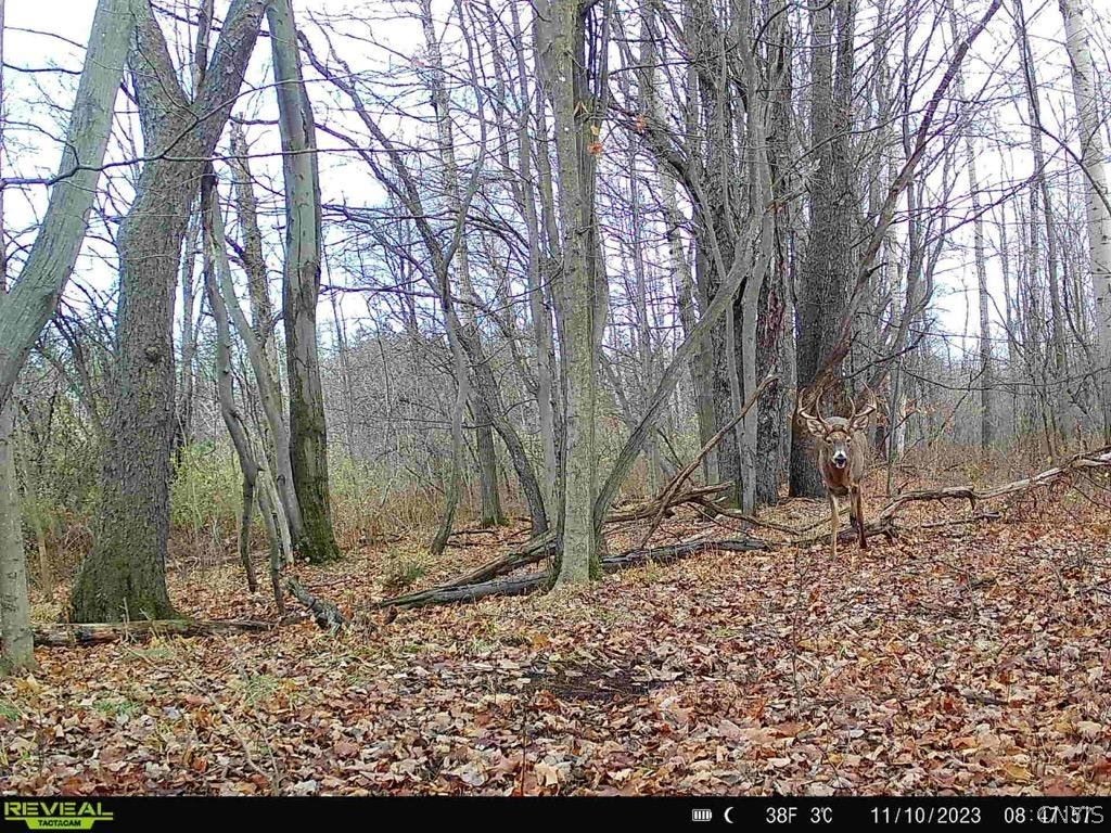 Hardys Road Gainesville, NY 14066 - Photo 4 of 19