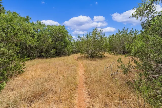 a view of a forest with trees in the background