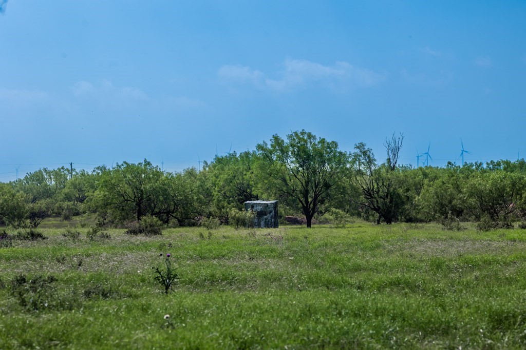 88291 Suaa Rd Well Lohn, TX 76852 - Photo 19 of 44 a view of a grassy field with trees in the background