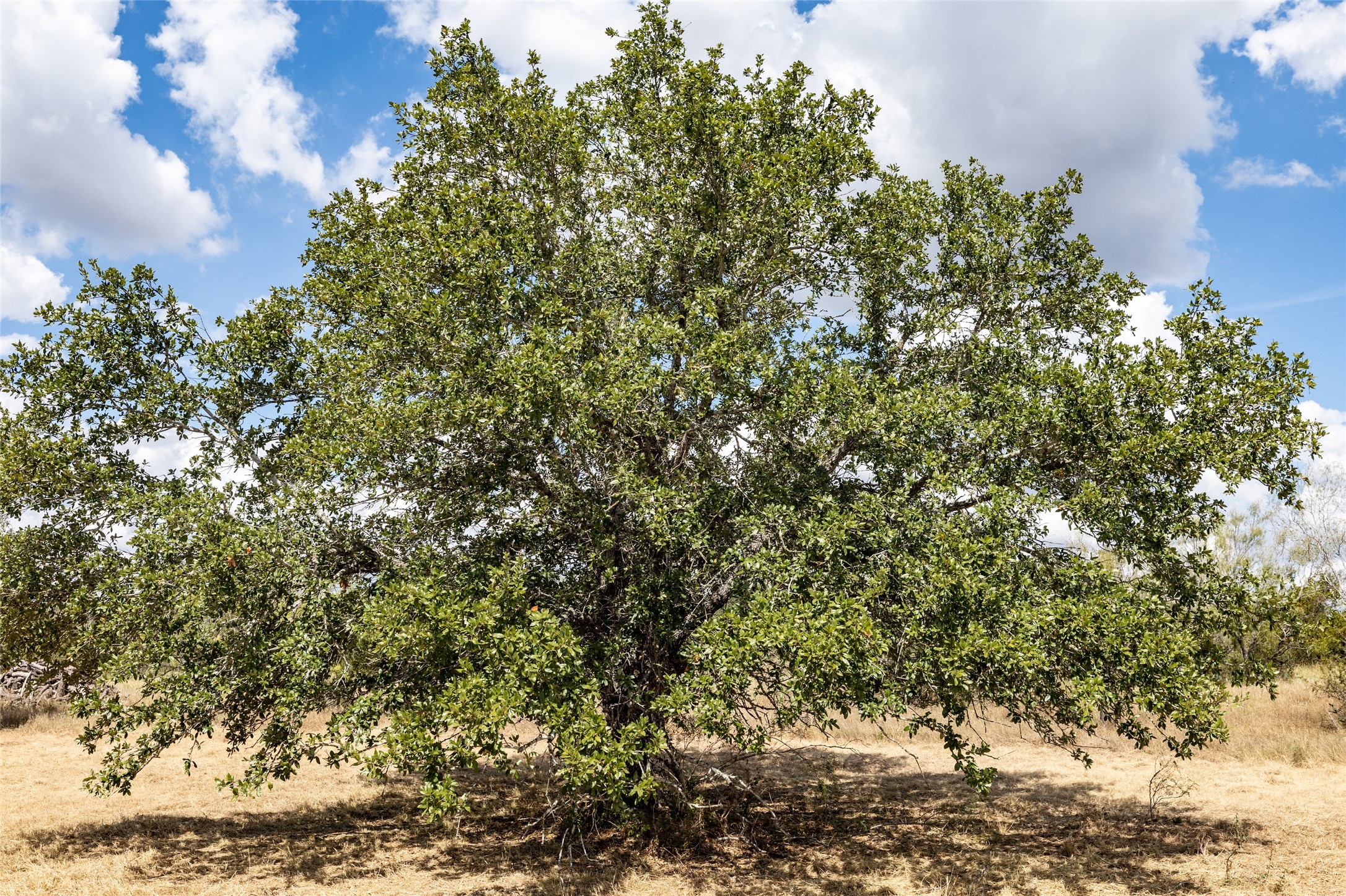 1265 Bugtussle Lane Lockhart, TX 78644 - Photo 15 of 16 a view of a tree