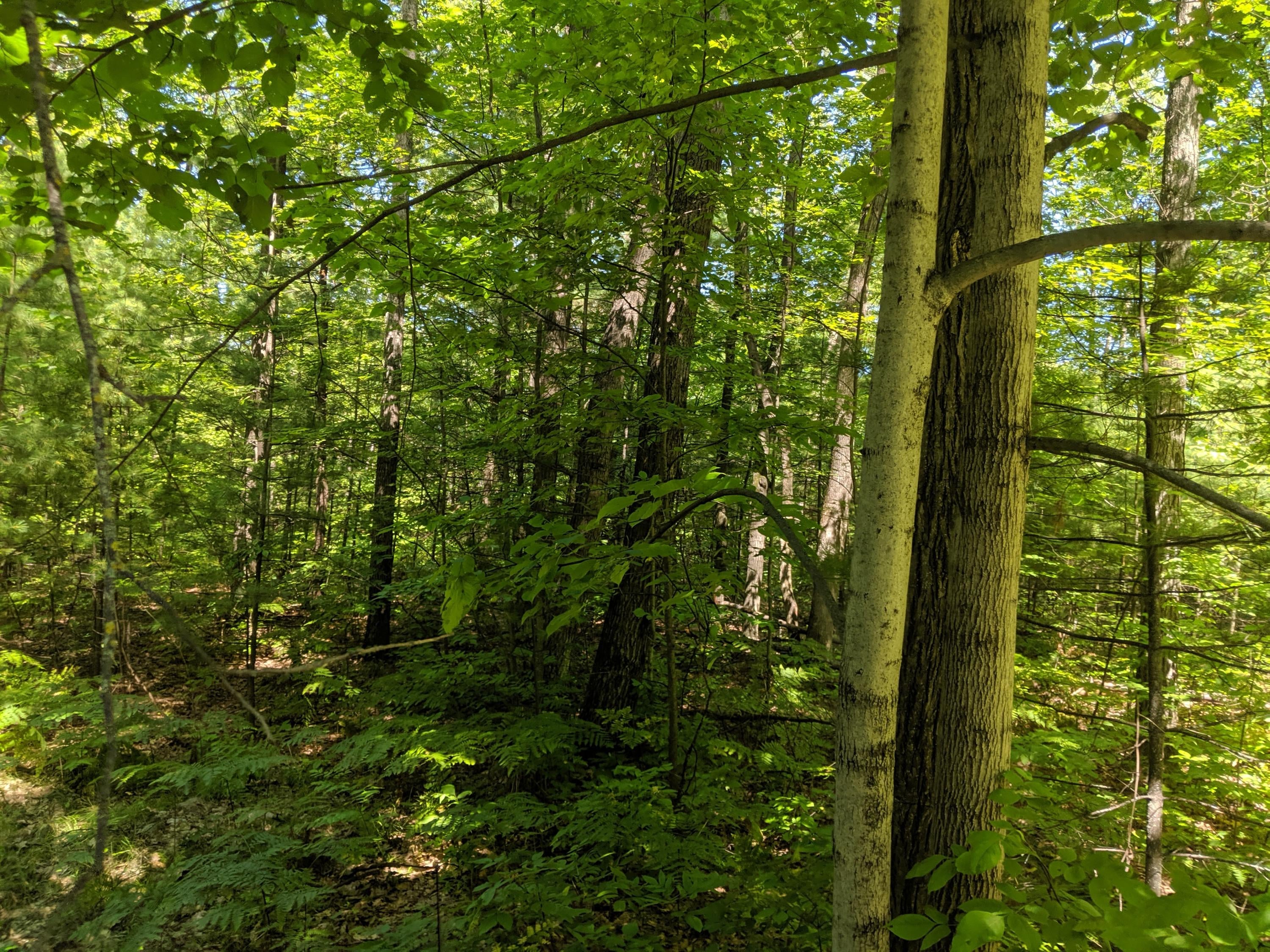 Hardy Grade Road Mio, MI 48647 - Photo 15 of 22 Gallery Image 15