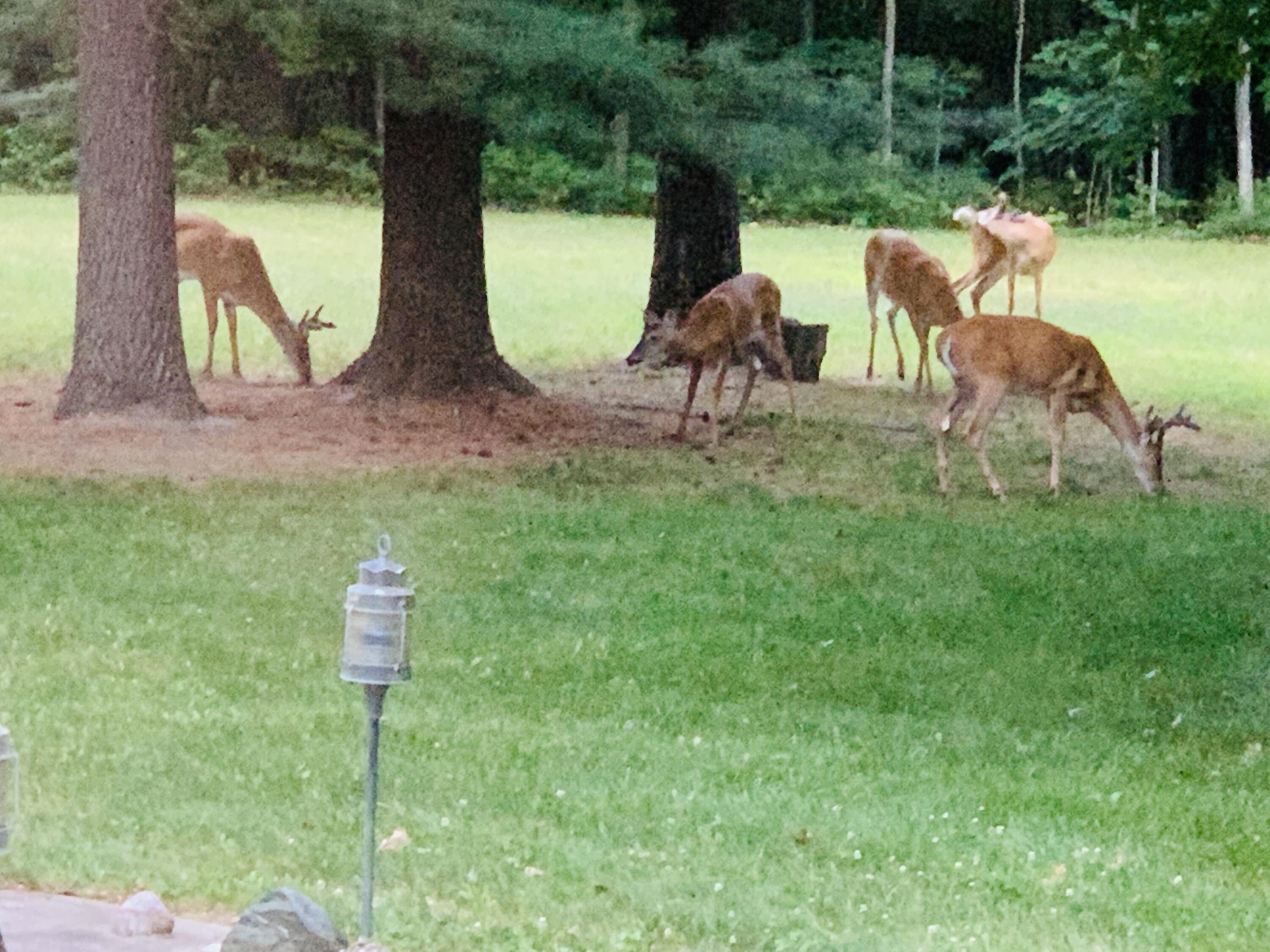 13641 Brewer Road Brethren, MI 49619 - Photo 13 of 70 IMG_2645