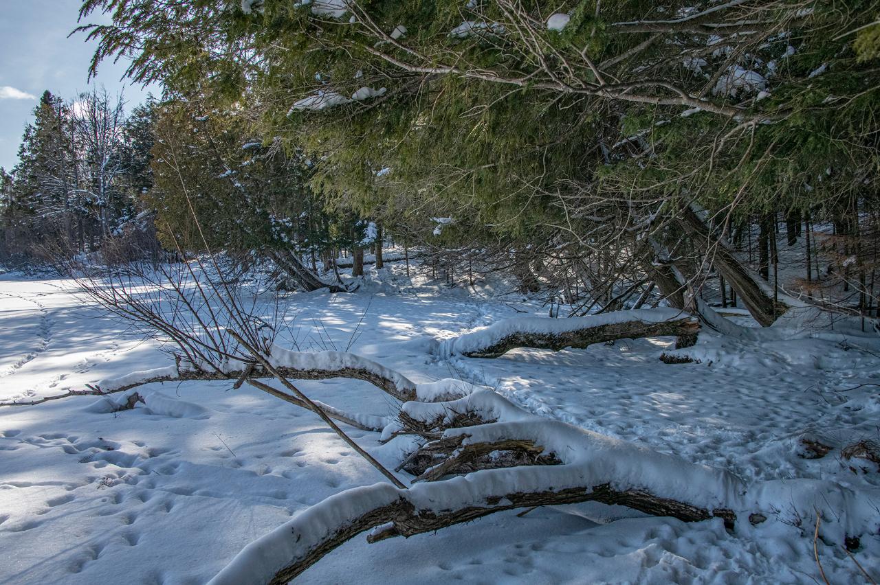Lot 5 Rock Lake Road Presque Isle, WI 54557 - Photo 10 of 24 Gallery Image 10