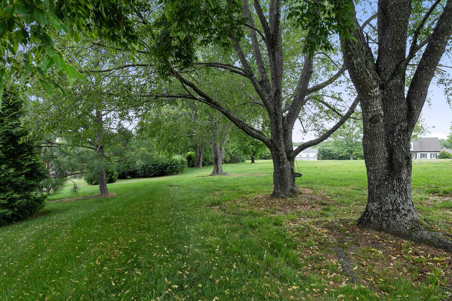 1479 Ridley Drive Franklin, TN 37064 - Photo 38 of 40 a big yard with lots of green space and tree