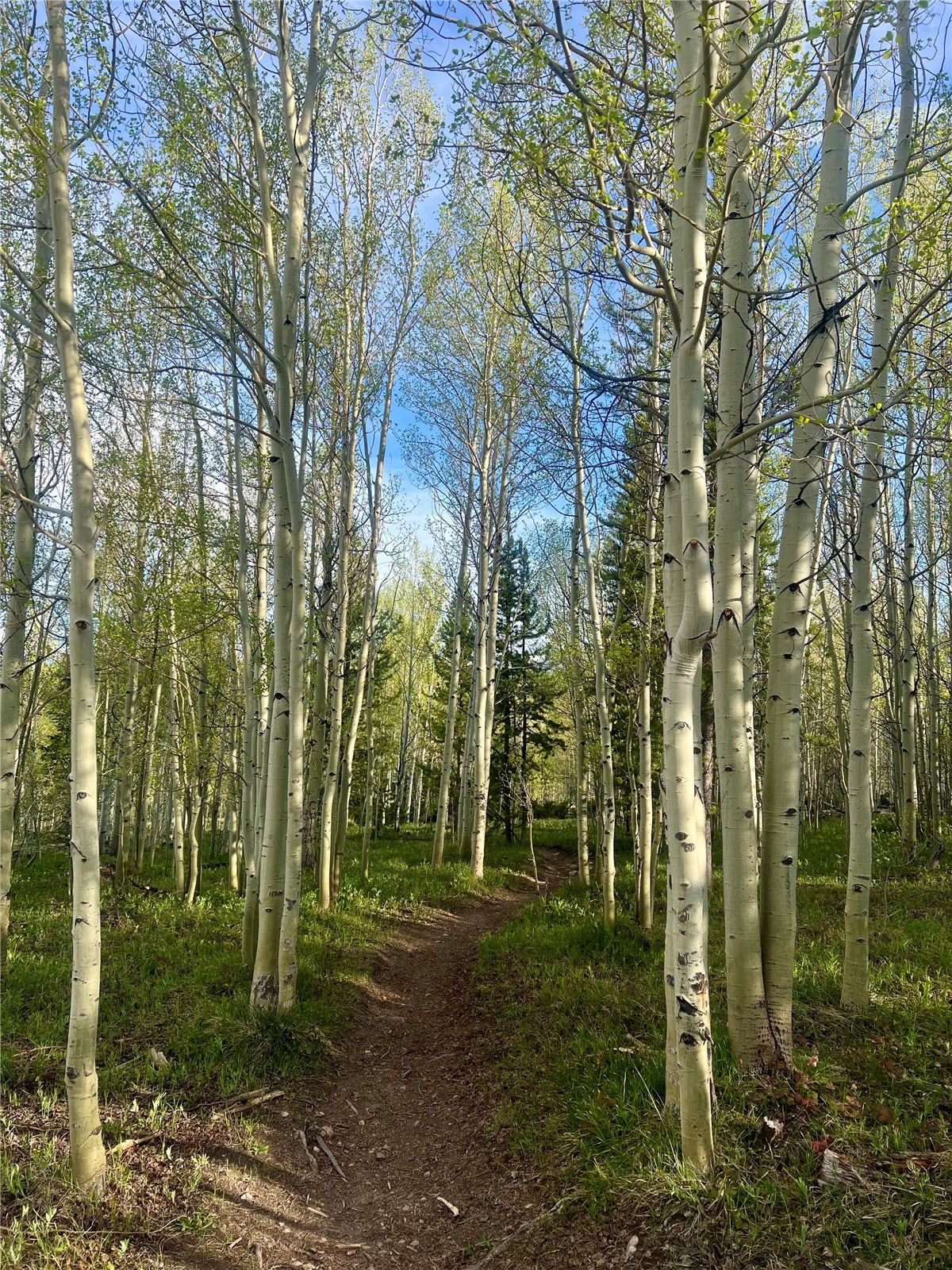 95600 Ryan Gulch Road, Unit 95613 Wildernest, CO 80498 - Photo 34 of 37