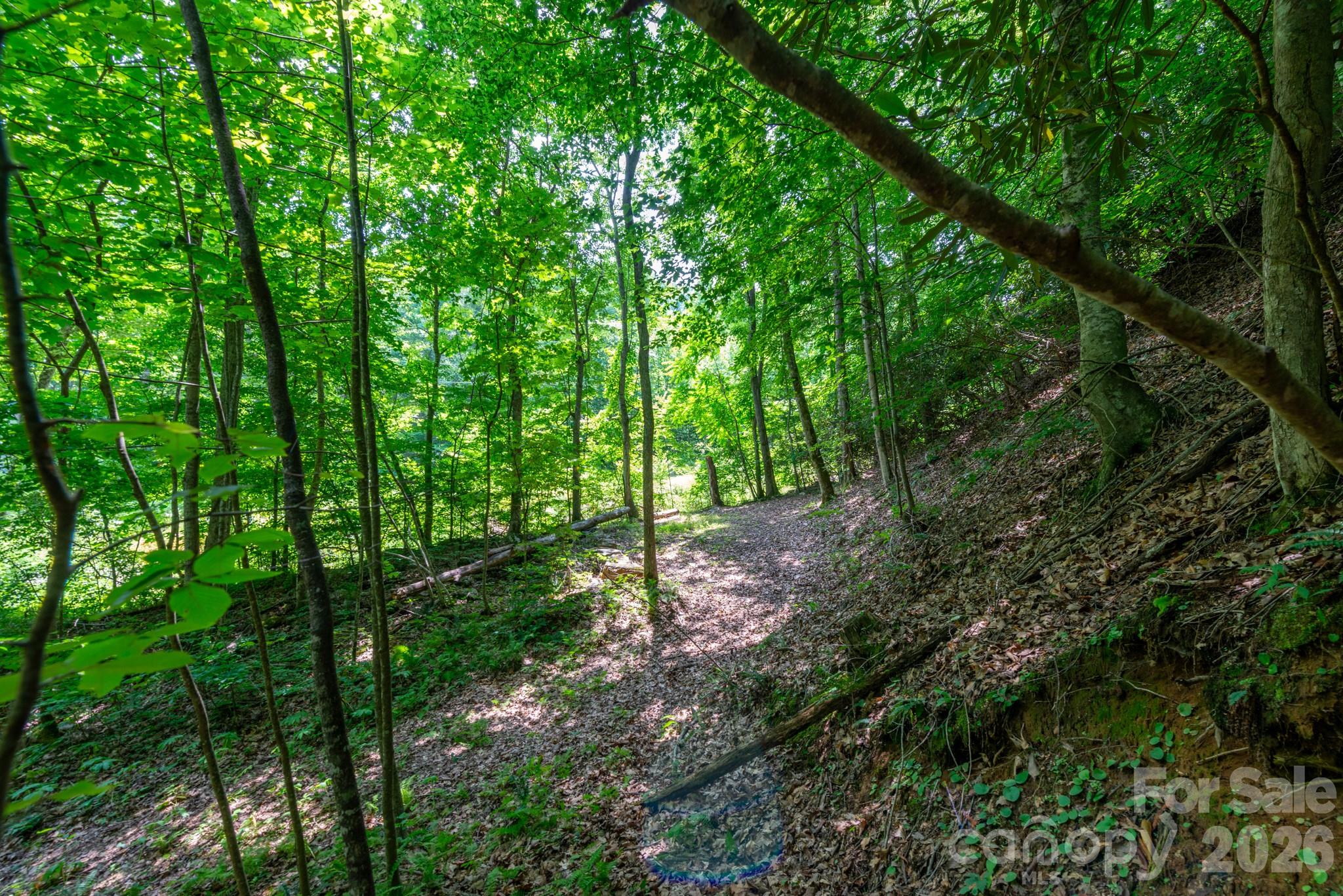 ### Board Tree Road, Unit 4 Marshall, NC 28753 - Photo 7 of 17 a view of a lush green forest