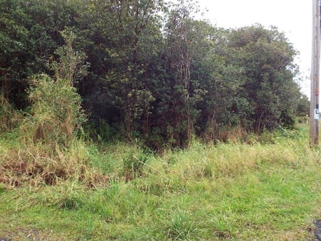 a view of a lush green space