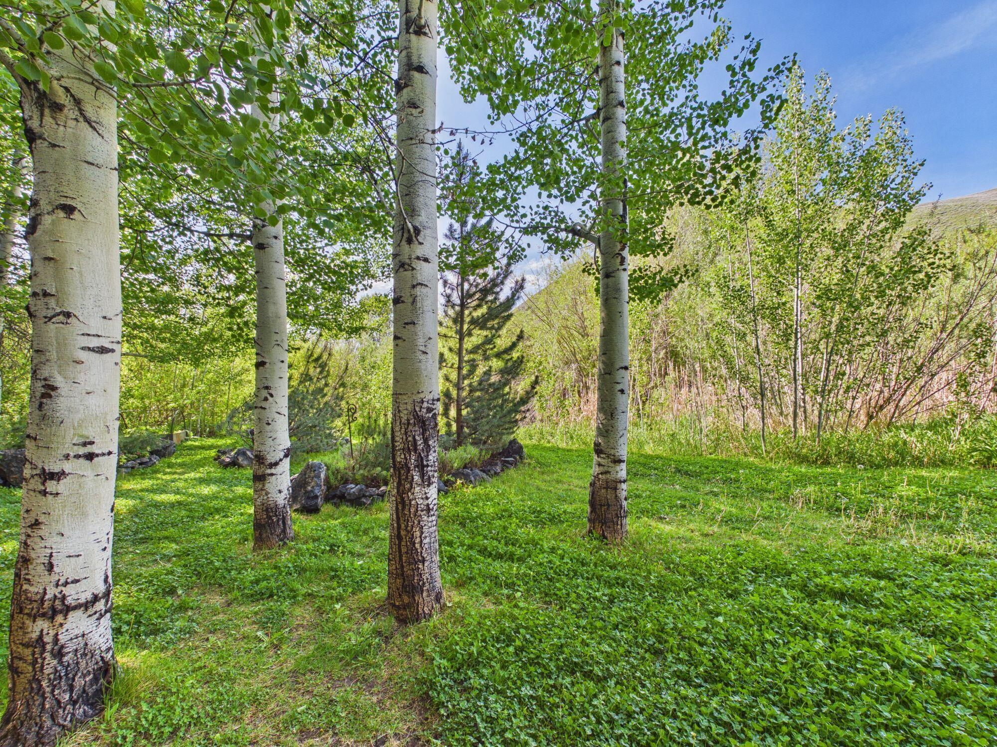 360 Broadford Road Blaine County, ID 83313 - Photo 35 of 44 Matrue Landscaping