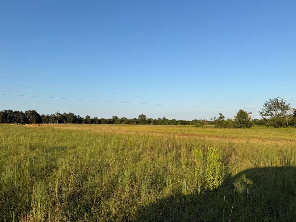 0 County Road 262 Abbeville, AL 36310 - Photo 8 of 10