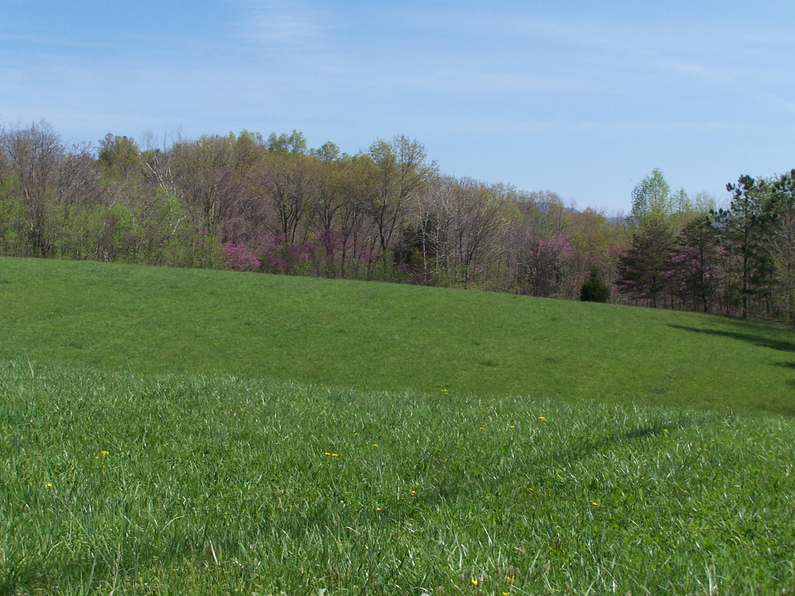 0 Pike Road Blue Ridge, VA 24064 - Photo 1 of 37 a view of a grassy field with trees in the background
