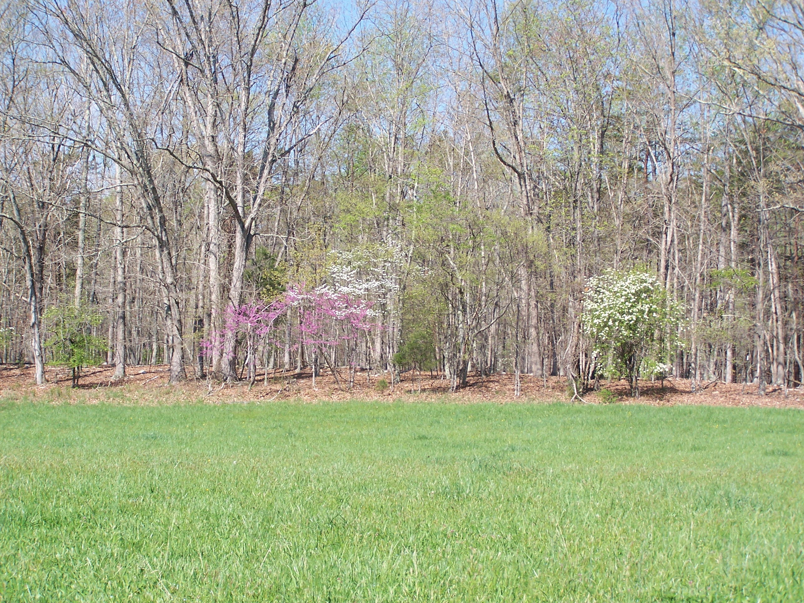 0 Pike Road Blue Ridge, VA 24064 - Photo 11 of 37 a backyard of apartments with large trees