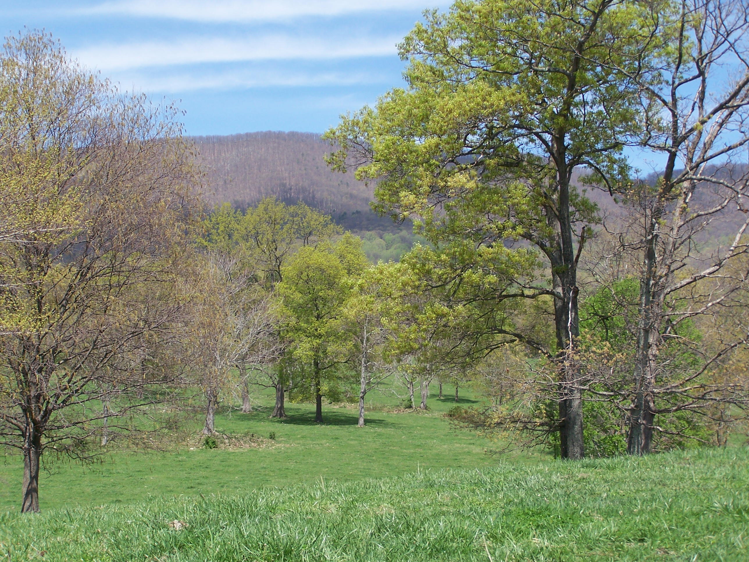 0 Pike Road Blue Ridge, VA 24064 - Photo 20 of 37 a view of a grassy field with trees in the background