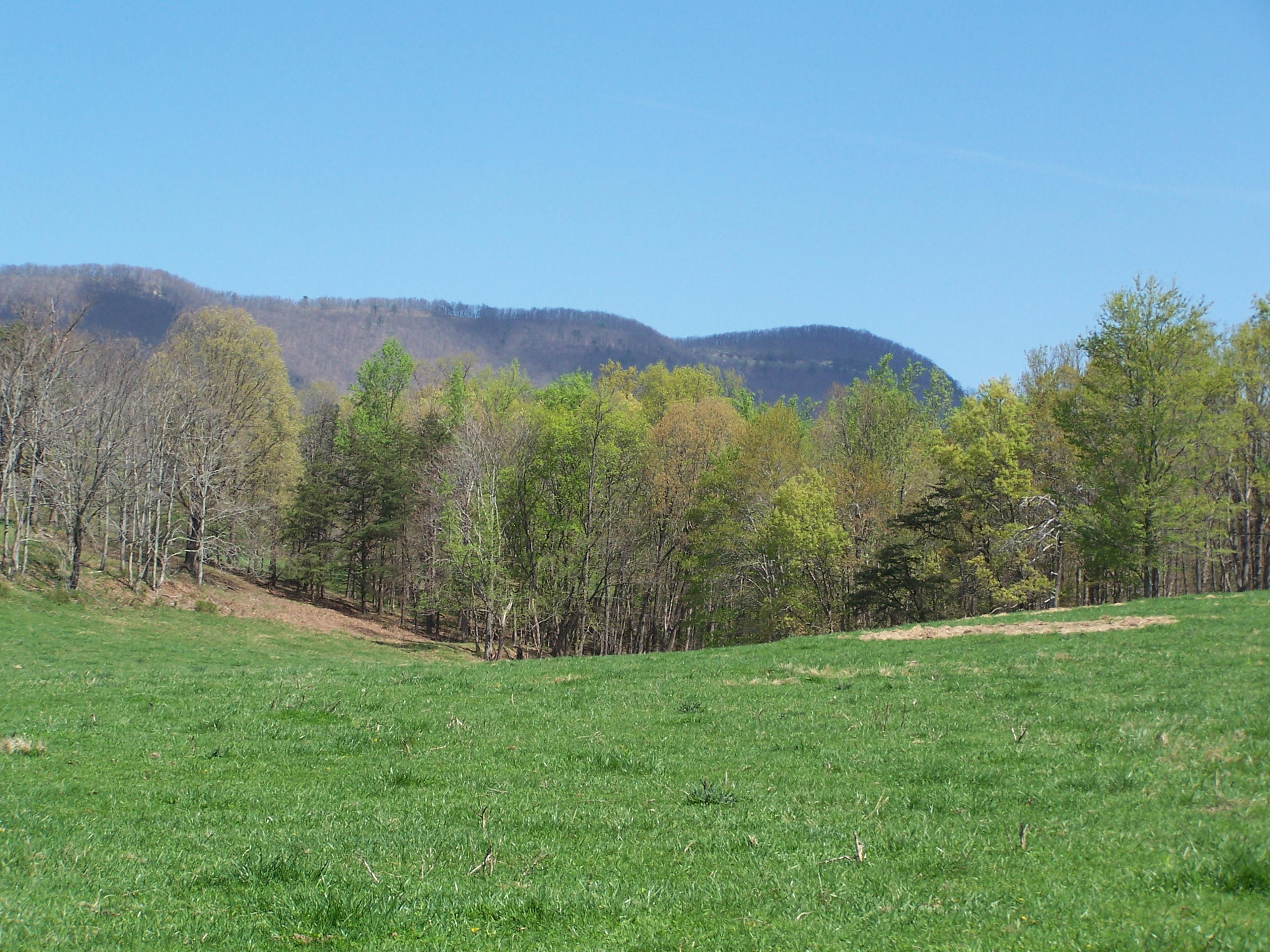 0 Pike Road Blue Ridge, VA 24064 - Photo 25 of 37 a view of a lush green outdoor space with a mountain