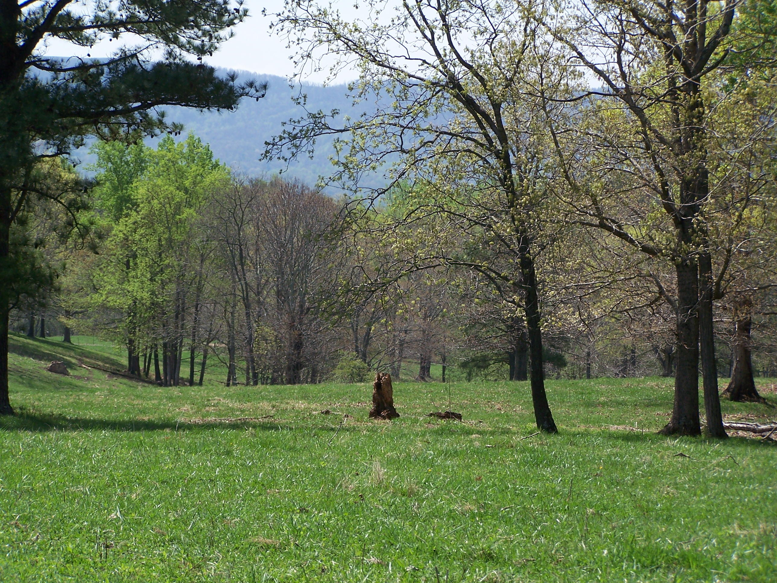 0 Pike Road Blue Ridge, VA 24064 - Photo 33 of 37 a ground with lots of tall trees