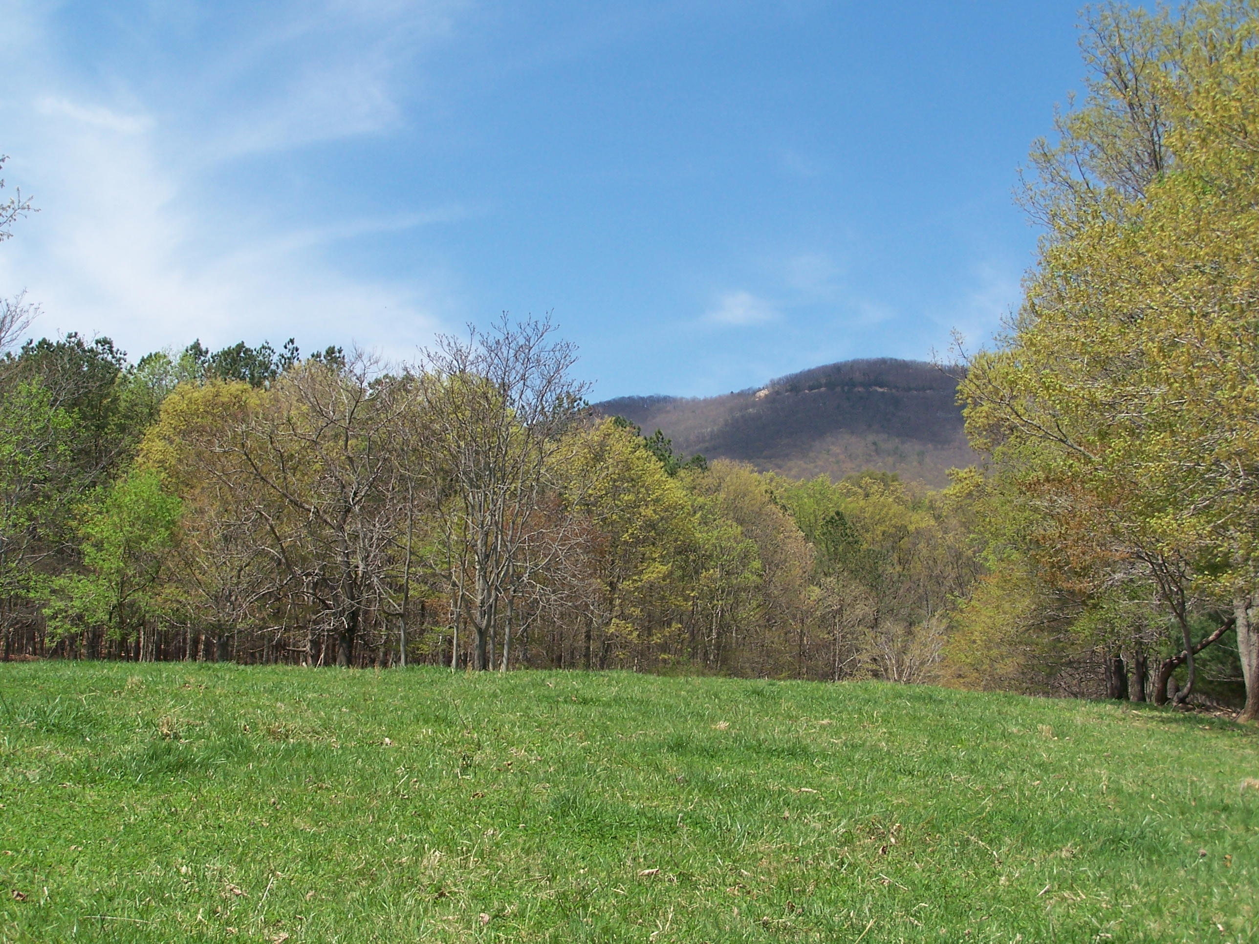 0 Pike Road Blue Ridge, VA 24064 - Photo 36 of 37 a view of a lush green outdoor space with a mountain