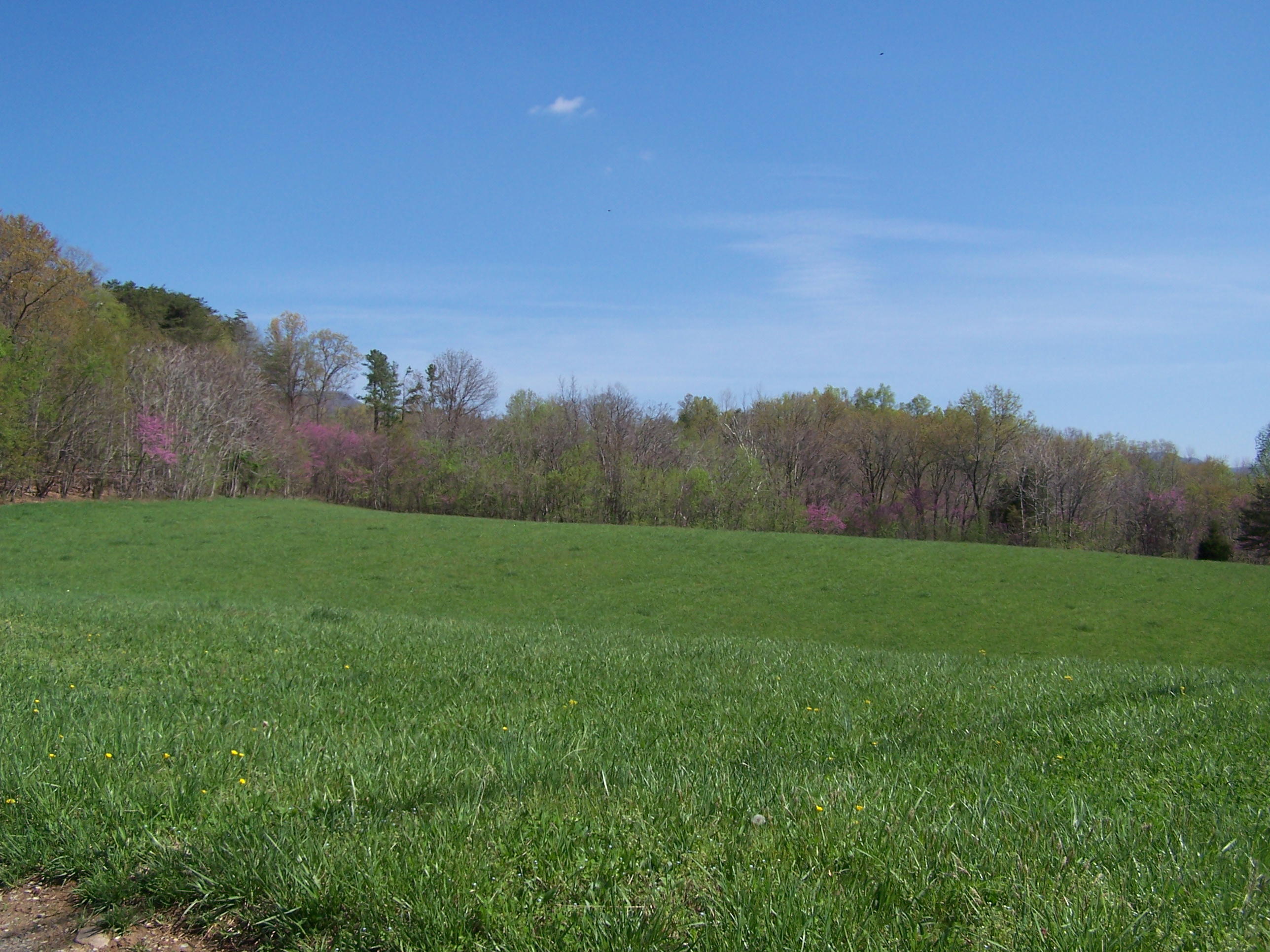 0 Pike Road Blue Ridge, VA 24064 - Photo 9 of 37 a view of a grassy field with trees in the background