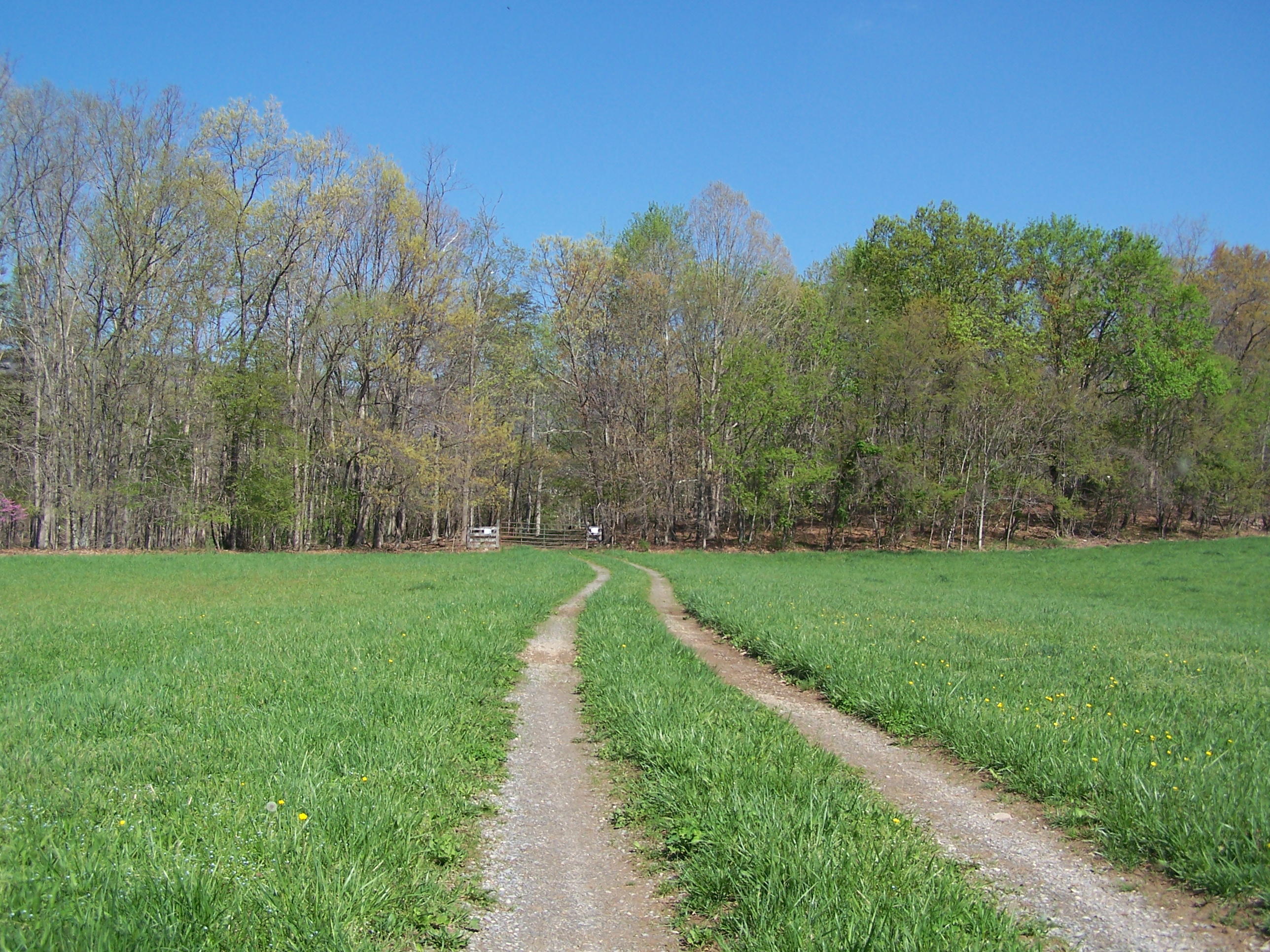 0 Pike Road Blue Ridge, VA 24064 - Photo 10 of 37 a view of a park with large trees