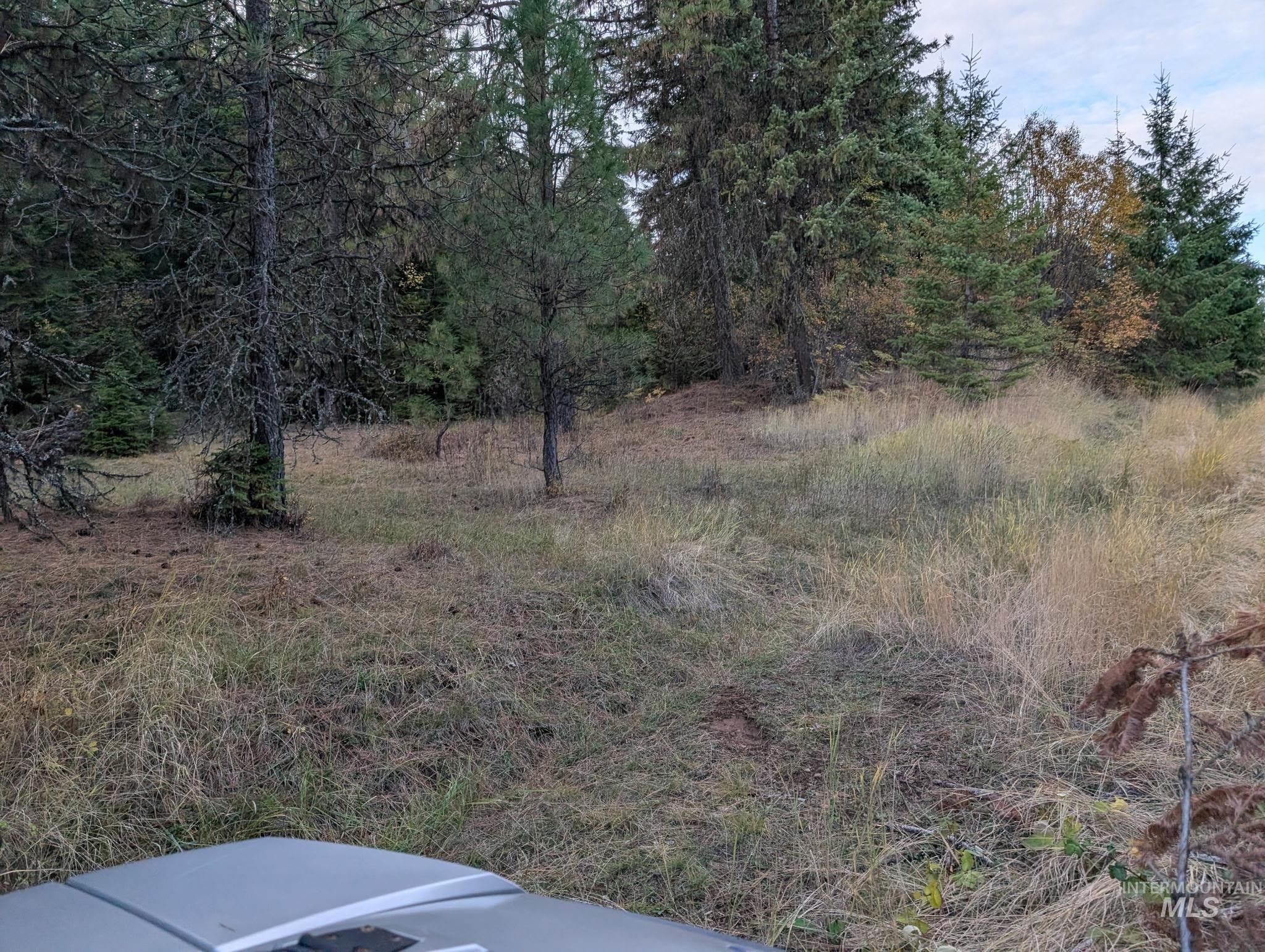 0 Bear Lane Kooskia, ID 83539 - Photo 4 of 17 Area surrounded by timber!