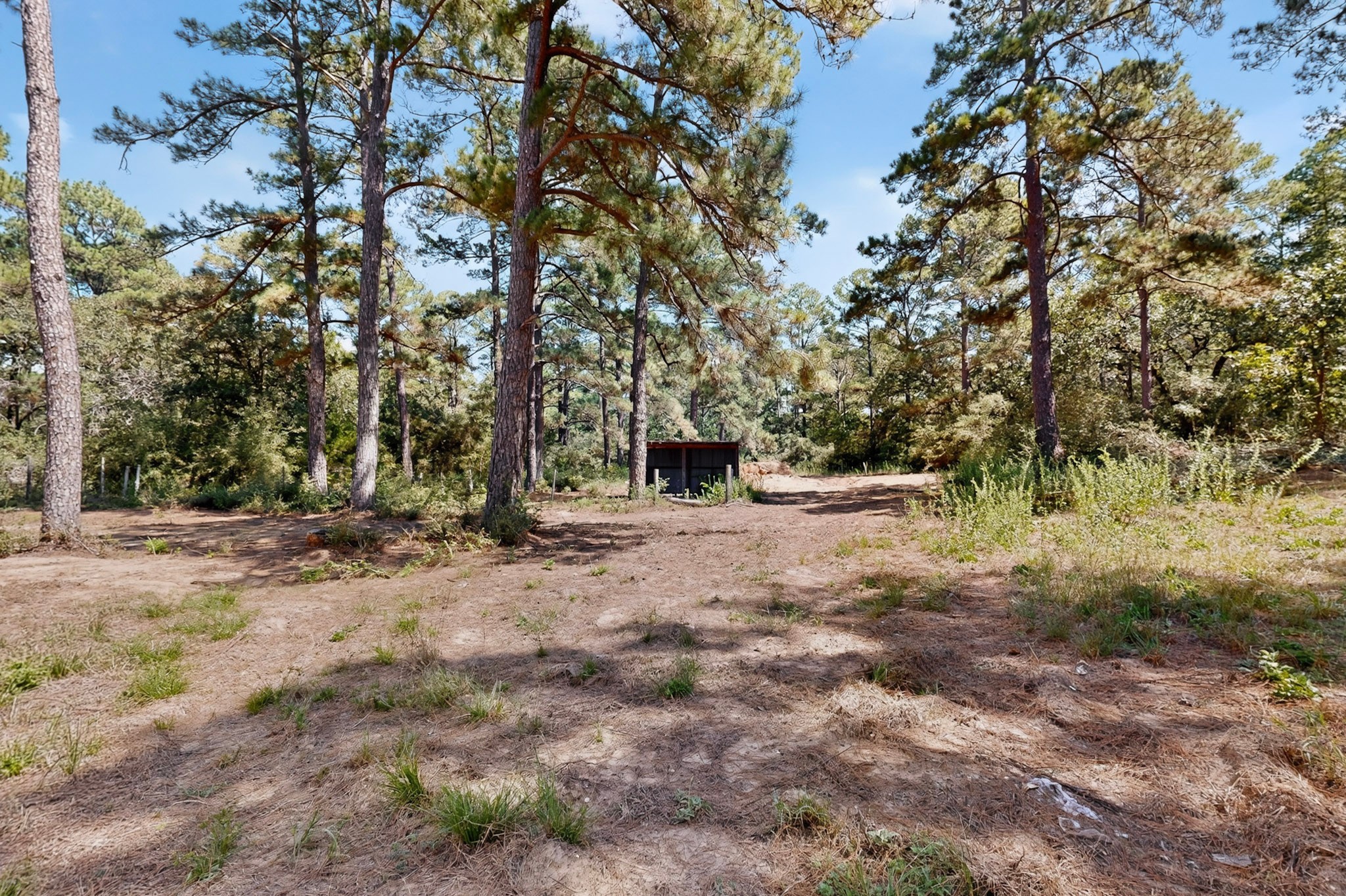 158 Fealy Road Red Rock, TX 78662 - Photo 37 of 40 Mature pine trees frame a cleared lot featuring a rustic outbuilding in the distance.