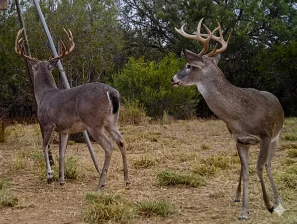 $2,248,000 | 1297 Farm To Market Road 1433, Carrizo Springs, TX 78834