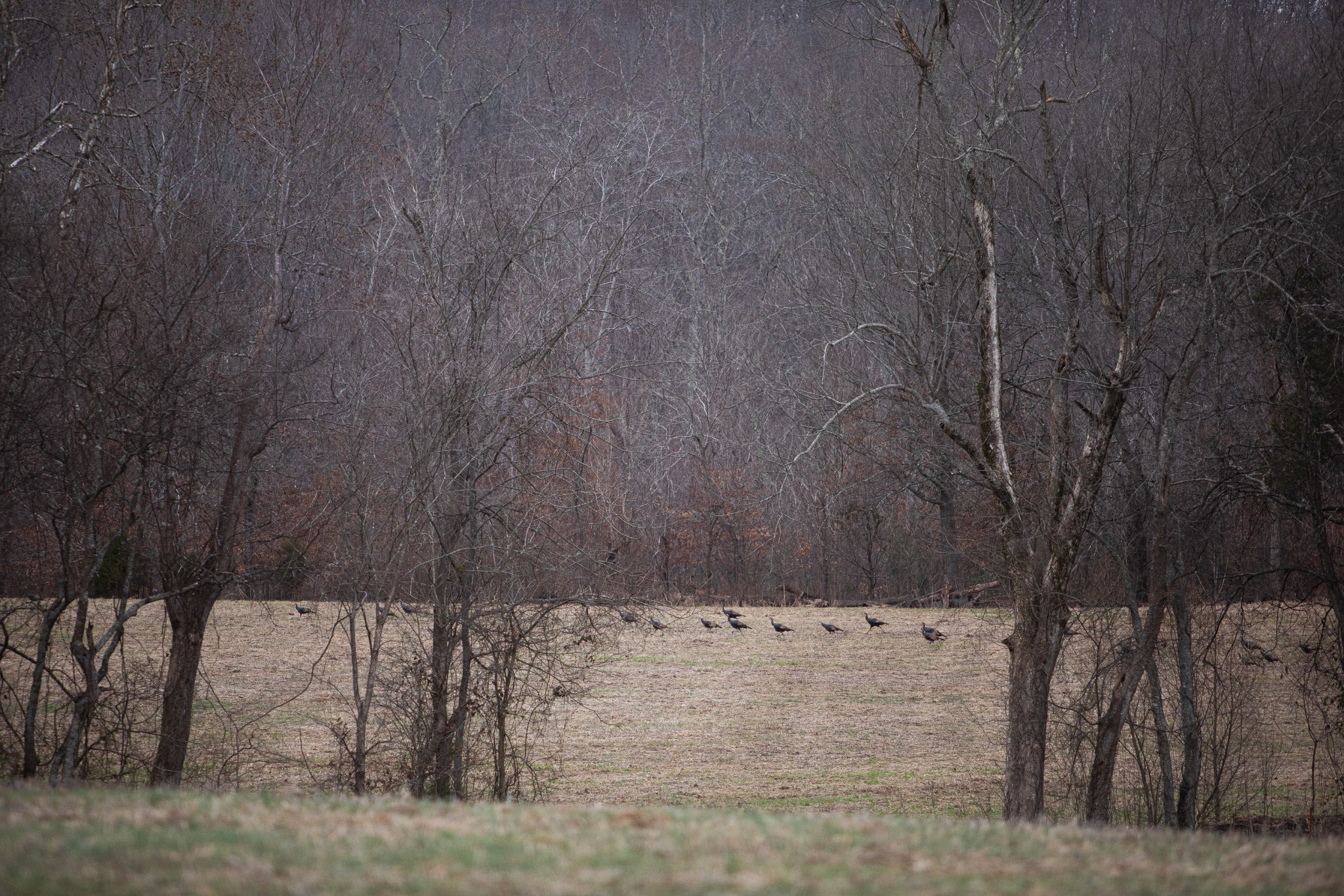 37 David Blue Road Summertown, TN 38483 - Photo 26 of 53 Gallery Image 26
