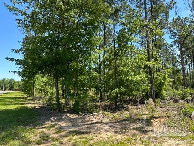 a view of a yard with a tree