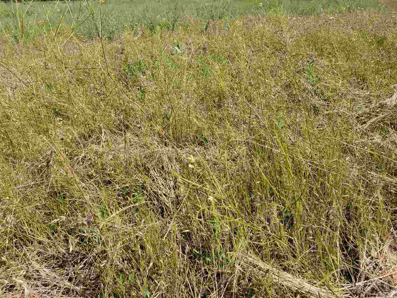 Xxxx North Spotted Road Deer Park, WA 99006 - Photo 3 of 5