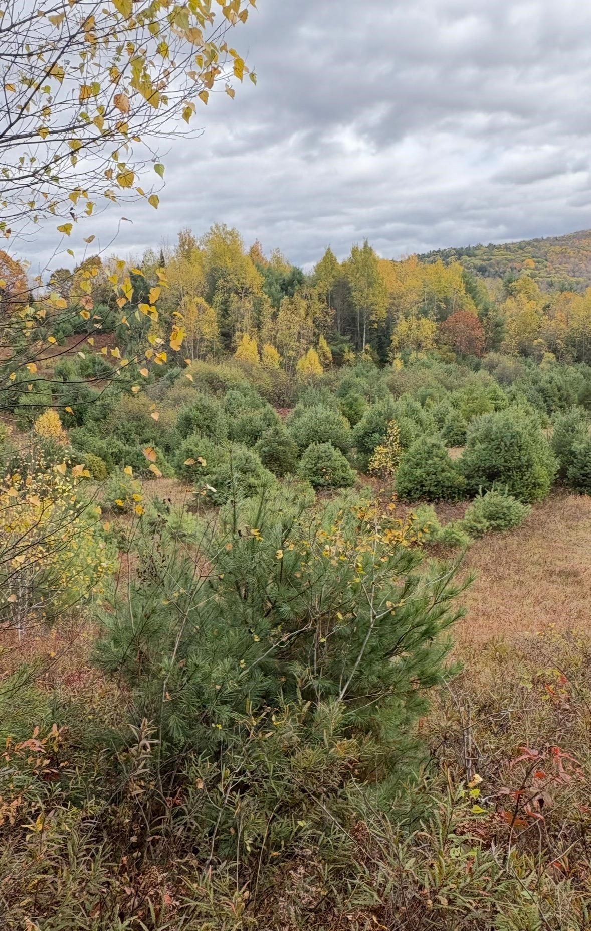 Lot 4 Catterall Road Lisbon, NH 03585 - Photo 3 of 7